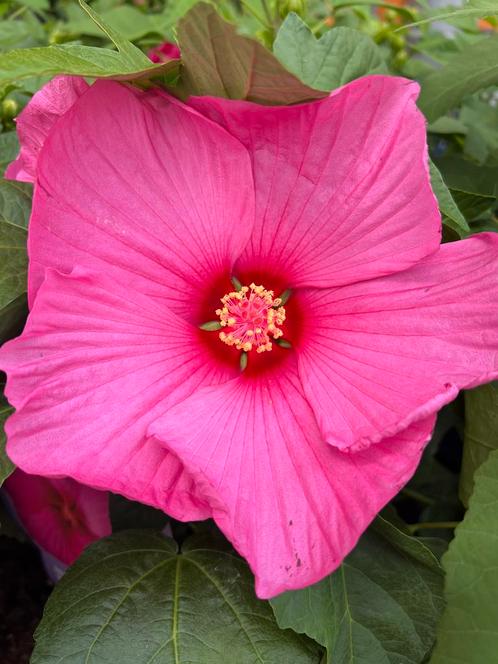 XXL hibiscus 20 cm bloem ❤️Gigantische struik & vele knoppen, Tuin en Terras, Planten | Tuinplanten, Vaste plant, Overige soorten