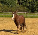 Lieve Tinker merrie, Dieren en Toebehoren, Merrie, Minder dan 160 cm, Recreatiepaard, 3 tot 6 jaar