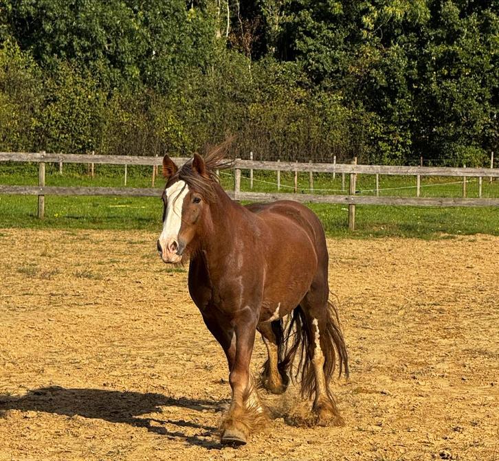 Lieve Tinker merrie, Dieren en Toebehoren, Paarden, Merrie, Minder dan 160 cm, 3 tot 6 jaar, Recreatiepaard