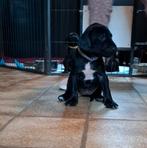 Duitse staande x rhodesian ridgeback pups, Rabiës (hondsdolheid), 8 tot 15 weken, Meerdere, Meerdere dieren