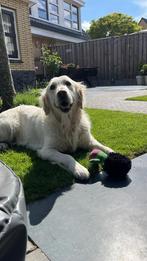 Golden retriever reu 3 jaar zoekt warm gezin, Dieren en Toebehoren, Golden retriever, Reu, Eén hond, 3 tot 5 jaar