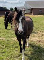 Prachtige Welsh A pony, Dieren en Toebehoren, Gechipt, B pony (1.17m tot 1.27m), Merrie, 3 tot 6 jaar