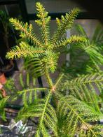 Kamerden (Araucaria heterophylla), Ophalen, Overige soorten, Halfschaduw, In pot