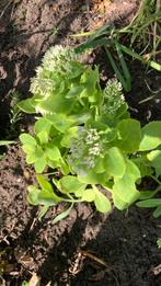 Sedum Wit bloeiend jonge planten, Ophalen, Herfst, Overige soorten, Volle zon