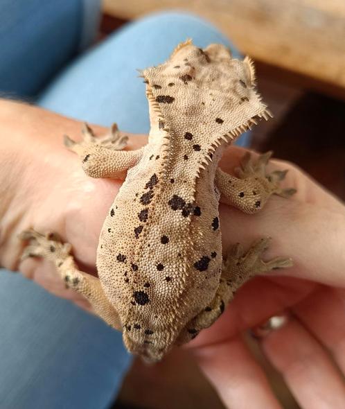 Wimpergekko man superdalmatian inktspot, Dieren en Toebehoren, Reptielen en Amfibieën, Hagedis, 3 tot 6 jaar