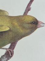 1901 - prent/gravure - Groenling - Greenfinch`, Antiek en Kunst, Kunst | Etsen en Gravures, Ophalen of Verzenden