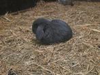 Mooie Konijntjes, Dieren en Toebehoren, Konijnen, Geslacht onbekend, Klein, Hangoor, 0 tot 2 jaar