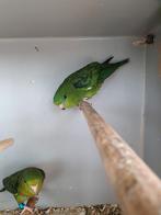 Catharina parkieten, bewezen koppel., Meerdere dieren, Parkiet