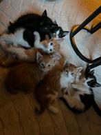 Lieve kwart maincoon kittens, Dieren en Toebehoren, Katten en Kittens | Raskatten | Korthaar, Meerdere dieren, Ontwormd