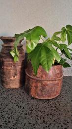 Nepalese pot en stoere, houten pot met plant, Ophalen, Zo goed als nieuw, Rond, Hout