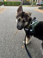 Duitse herder pup, Dieren en Toebehoren, Honden | Herdershonden en Veedrijvers, Reu, 8 tot 15 weken, Eén hond, Herder