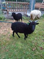 Lieve zwarte Ouessant ram, Dieren en Toebehoren, Schapen, Geiten en Varkens, Mannelijk, Schaap, 0 tot 2 jaar