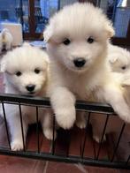 Samojeed pups, Rabiës (hondsdolheid), 8 tot 15 weken, Poolhond, Meerdere