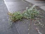 Verse wilgentakken met blad, Ophalen, Overige soorten