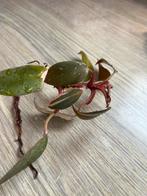 Philodendron pink princess marble stek, Ophalen of Verzenden, Overige soorten, Minder dan 100 cm