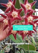 Hoya Stenaokei Red, Verzenden, Overige soorten, Halfschaduw, Minder dan 100 cm