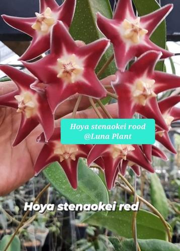 Hoya Stenaokei Red beschikbaar voor biedingen