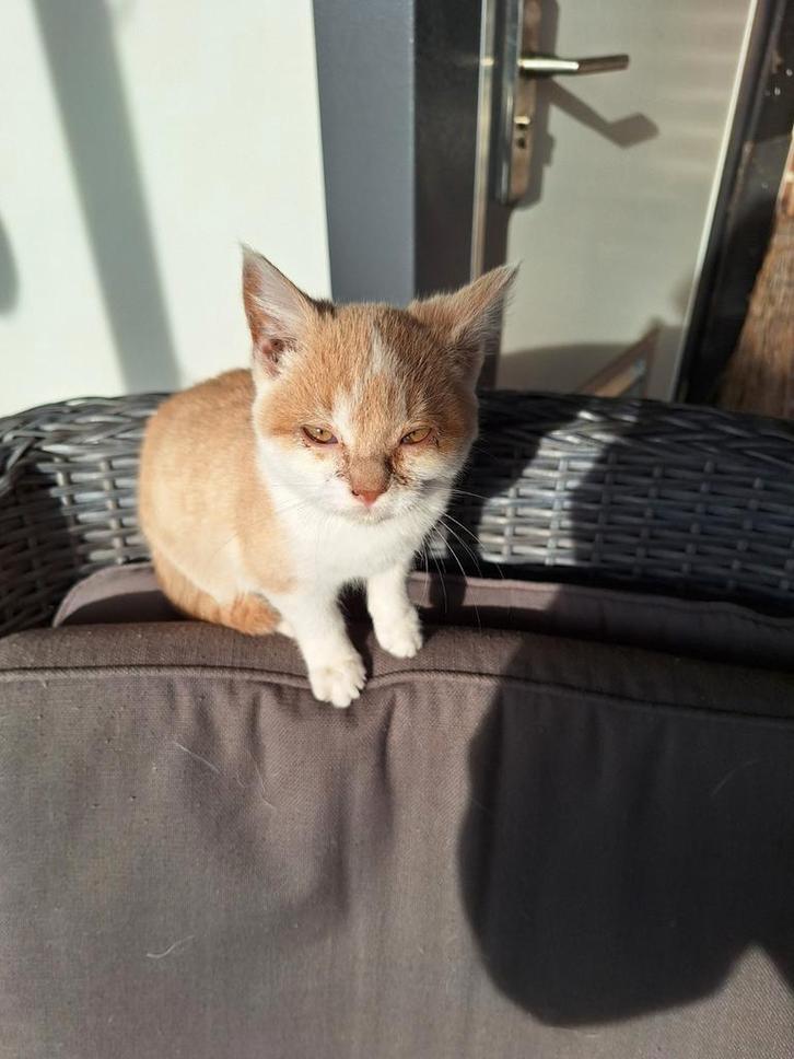 Mooi lief katertje, Dieren en Toebehoren, Katten en Kittens | Overige Katten, Kater