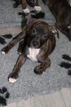 Amerikaanse Stafford (Am staff) x Pitbull Pups, 8 tot 15 weken, CDV (hondenziekte), Meerdere, Meerdere dieren