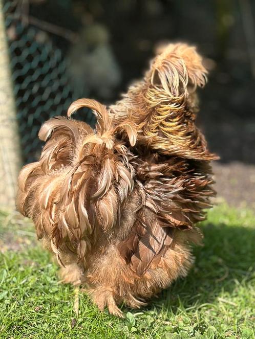 Choco USA Zijdehoen jong haantje lief en heel mooi, Dieren en Toebehoren, Pluimvee, Kip, Mannelijk