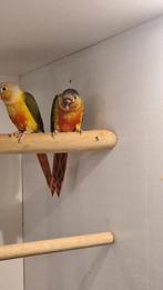 PYRRHURA MUTATIE IN MOLINEA EN FRONTALIS, Dieren en Toebehoren, Vogels | Parkieten en Papegaaien, Meerdere dieren, Parkiet