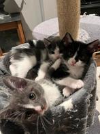 Blauw rus britse europese korthaar kittens, Dieren en Toebehoren, Meerdere dieren, Kortharig, 0 tot 2 jaar