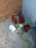 4 kuikens legkippen/haantjes, Dieren en Toebehoren, Pluimvee, Geslacht onbekend, Kip
