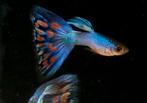 Blue Singa Guppy 100% Raszuiver Guppen, Vis, Zoetwatervis, Schoolvis