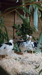 Jonge bonte leghorn hennen, Dieren en Toebehoren, Pluimvee, Vrouwelijk, Kip