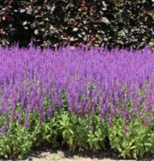 Salvia caradonna, vaste plant, bodembedekker, Tuin en Terras, Planten | Tuinplanten, Vaste plant, Bodembedekkers, Halfschaduw