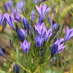 Triteleia laxa Faobiola i8n een P9 pot., Zomer, Vaste plant, Overige soorten, Ophalen