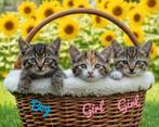 Tamme boerderij kitten zoeken vanaf 20-11-2025 een nieuw thu, Dieren en Toebehoren, Meerdere dieren, Kortharig, 0 tot 2 jaar