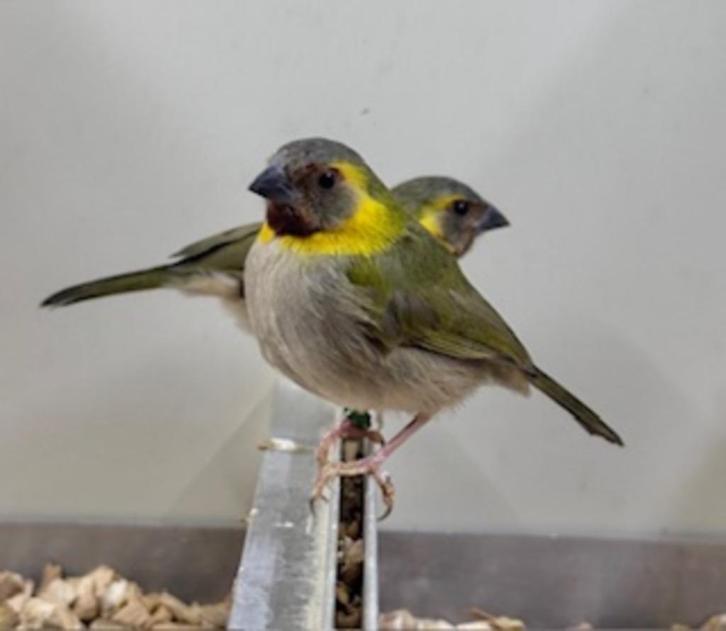 Cubavink pop, Dieren en Toebehoren, Vogels | Overige Vogels, Meerdere dieren