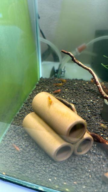 Orange tiger garnalen caridina beschikbaar voor biedingen
