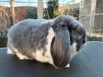 Hele lieve en mooie jonge Franse Hangoor ram -- gevaccineerd, Mannelijk, Groot, Hangoor, 0 tot 2 jaar