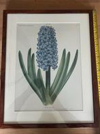 Botanische prent van een hyacint, 1896, Ophalen of Verzenden