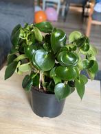 Mooie Peperomia plant, makkelijk te verzorgen & decoratief!, Ophalen, Overige soorten, Halfschaduw, In pot