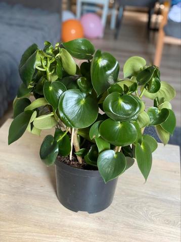 Mooie Peperomia plant, makkelijk te verzorgen & decoratief! beschikbaar voor biedingen