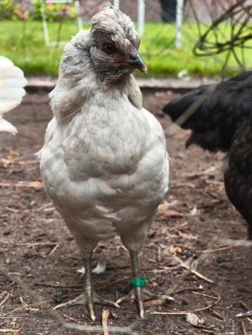 British araucana Engelse araucana lavendel lavender beschikbaar voor biedingen