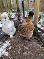 Broedeieren zijdehoenders, Dieren en Toebehoren, Geslacht onbekend, Kip