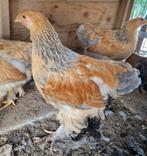 Mooie jonge brahma haan buff blauw groot soort, Dieren en Toebehoren, Pluimvee, Mannelijk, Kip
