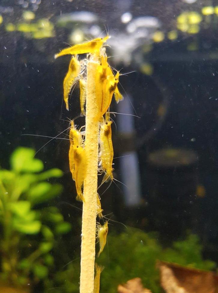 Hobbyaquarium Citroen garnalen / mooi op kleur, Dieren en Toebehoren, Vissen | Aquariumvissen, Zoetwatervis, Kreeft, Krab of Garnaal