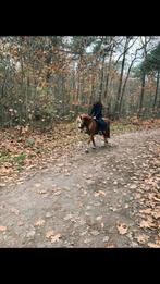 Verzorg pony gezocht, Dieren en Toebehoren, Paarden en Pony's | Verzorgingsproducten, Ophalen of Verzenden, Zo goed als nieuw
