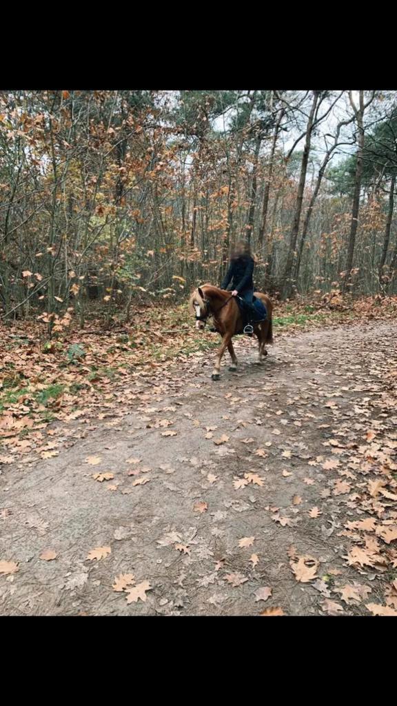 Verzorg pony gezocht, Dieren en Toebehoren, Paarden en Pony's | Verzorgingsproducten, Zo goed als nieuw, Ophalen of Verzenden