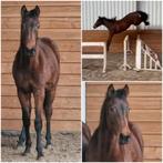 Dit weekend halen: 2500 euro, Met stamboom, Springpaard, Minder dan 160 cm, 0 tot 2 jaar