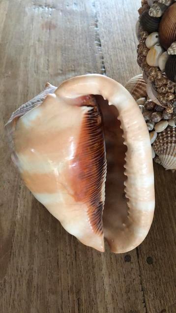 Schelp cassis rufa beschikbaar voor biedingen