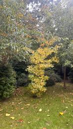 Liquidambar ( amberboom) zuilvorm | 2 stuks | setprijs, Ophalen, Bloeit niet, Volle zon, Overige soorten