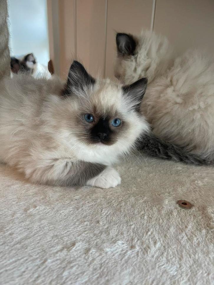 Ragdoll kittens uit geteste ouders, Dieren en Toebehoren, Katten en Kittens | Raskatten | Langhaar, Meerdere dieren, 0 tot 2 jaar