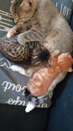 Kittens te koop, Dieren en Toebehoren, Katten en Kittens | Raskatten | Korthaar, Poes