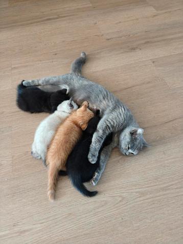 Britse korte x Ragdoll kittens zwart beschikbaar voor biedingen